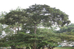 Carallia brachiata